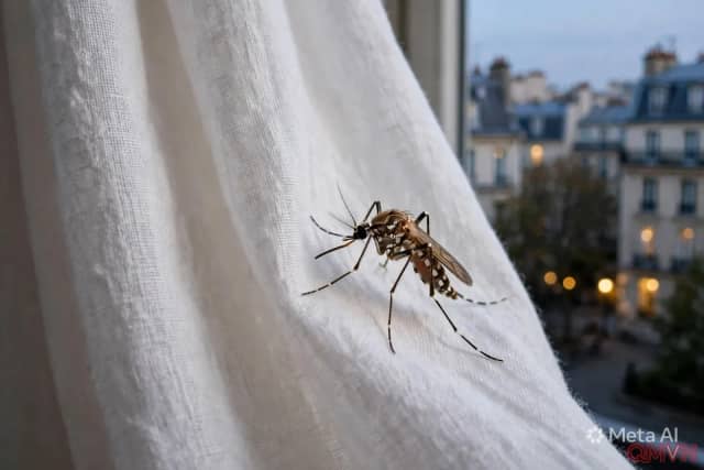 Virus Tây sông Nile bùng phát tại Pháp với kỷ lục 145 ca nhiễm ở người khi nắng nóng, giông bão và biến đổi khí hậu giúp muỗi lan bệnh lên phía bắc